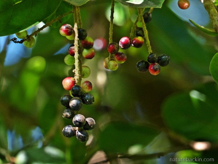 Tassel-Berry-tree-berries