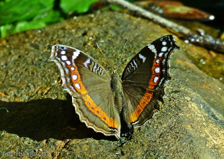 Garden-Commodore-butterfly