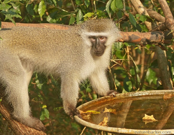 Vervet Monkey at garden birdbath, KwaZulu-Natal