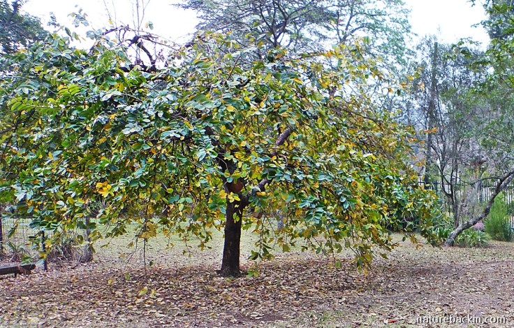A Tassel Berry tree losing its leaves in a KwaZulu-Natal garden