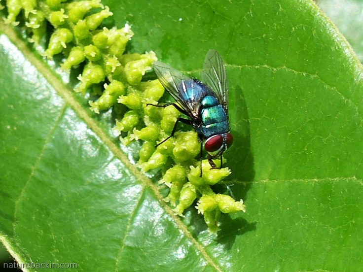 Blow fly pollinator on flower of a Tassel Berry tree
