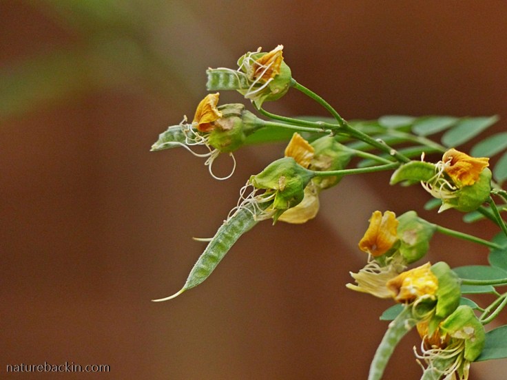 Pods on a Wild Laburnum