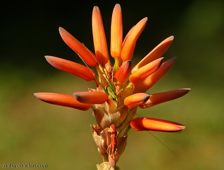 Katydid-on-aloe-flower