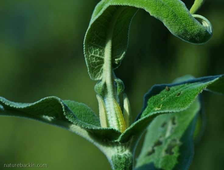 Buddleja-salviifolia-leaves