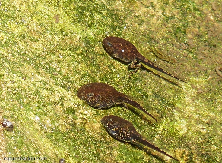 Tadpoles of Guttural Toads starting to grow hind legs
