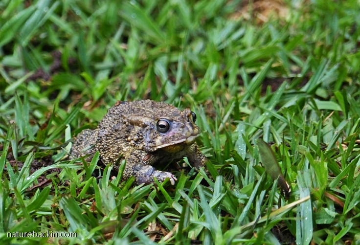 Guttural Toad hunting a flying ant