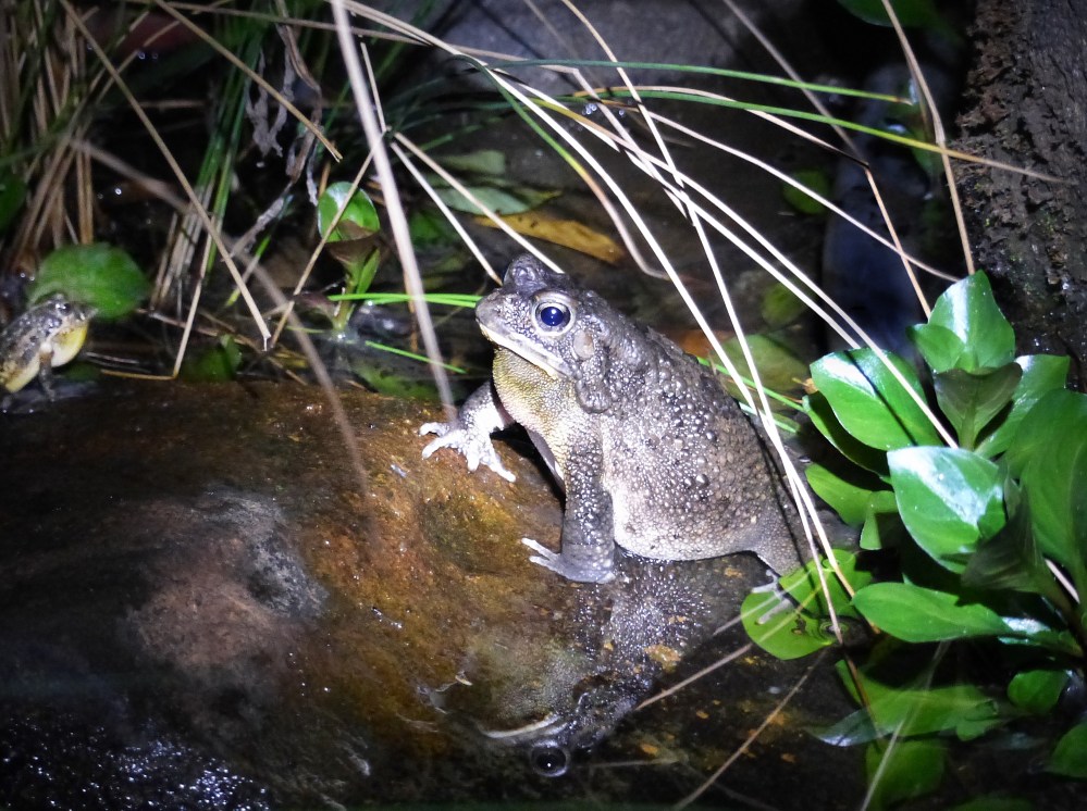 The time of the season: Guttural toads go a-courting – letting nature ...