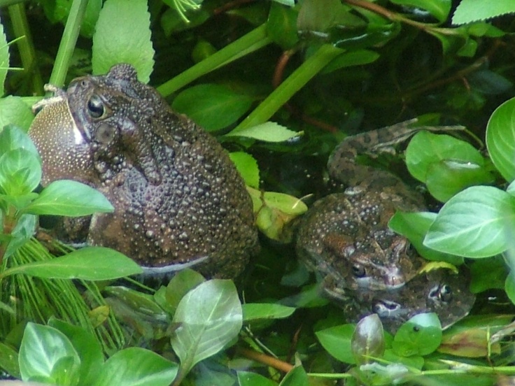Guttural toad calling with a mating pair nearby