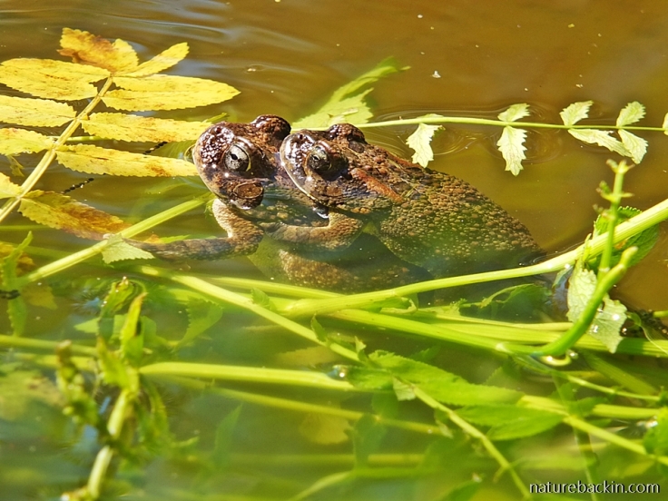 Mating pair of Guttural toads in garden pond
