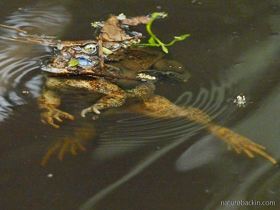 The time of the season: Guttural toads go a-courting – letting nature ...