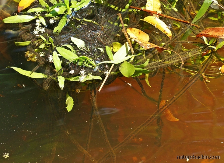 Frog spawn of the Guttural Toad wound round an aquatic plant