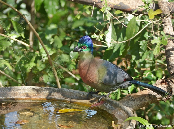 Purple-crested Turaco at birdbath in a garden in KwaZulu-Natal