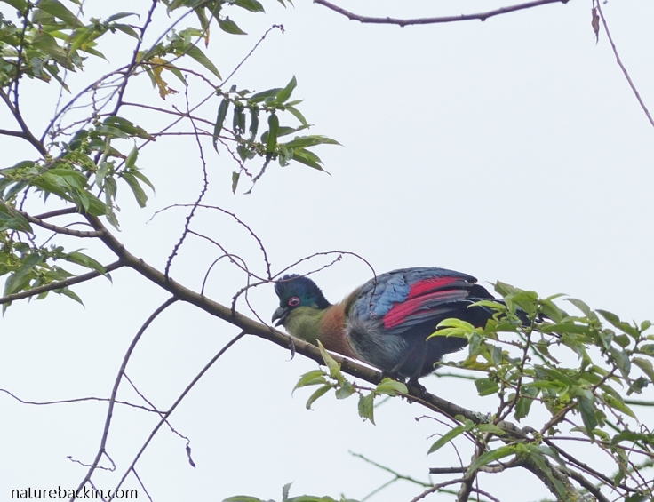 Purple-crested Turaco calling from high up in a tree