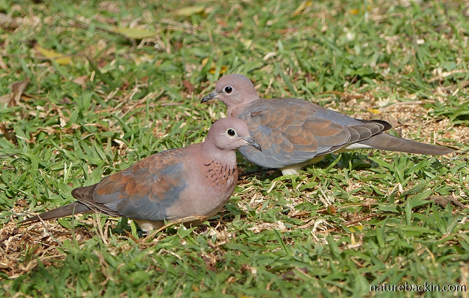Pair of Laughing Doves, South Africa