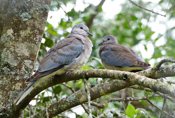 Recently fledged Laughing Doves, KwaZulu-Natal