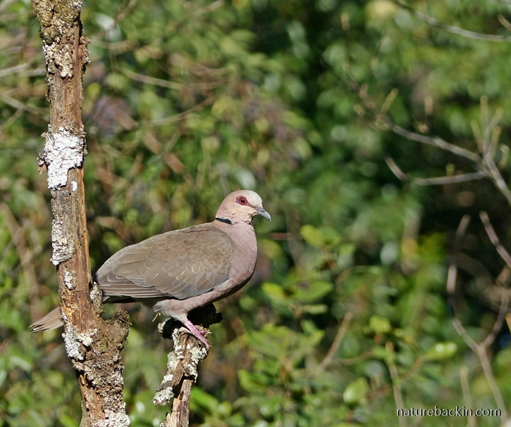 Redeyed Dove perched in a tree