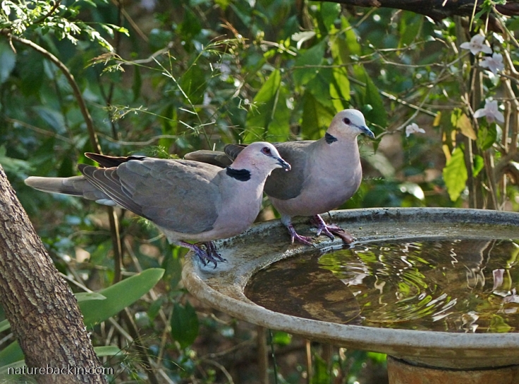 Pair of Redeyed Doves at birdbath