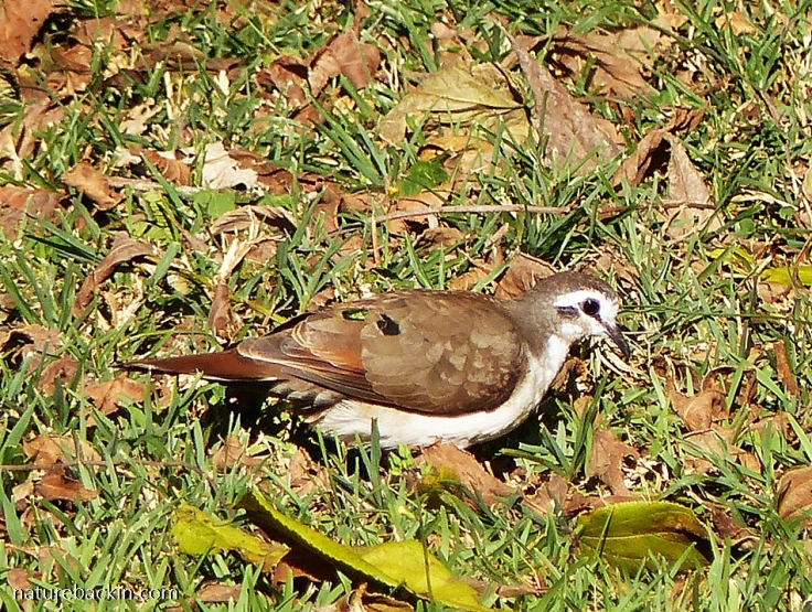 Tambourine Dove foraging on the ground