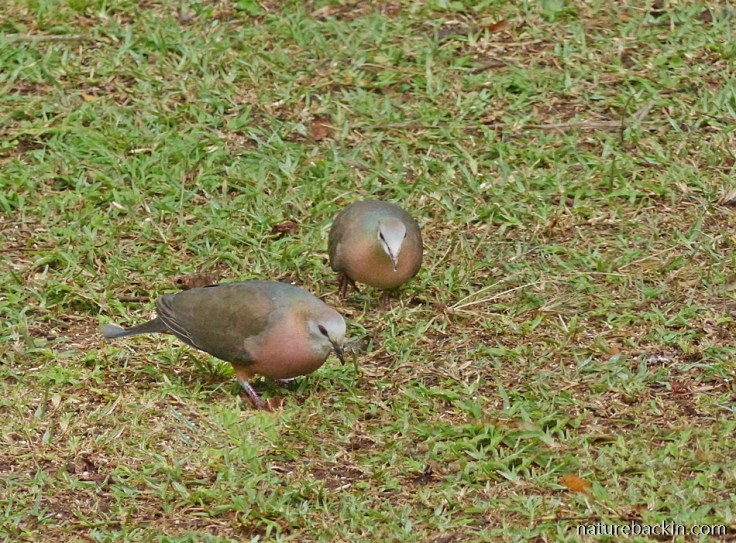 Pair of Lemon Doves foraging on the ground