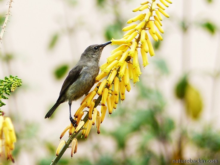 A sunbird taking nectar from a flower