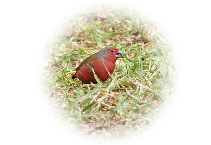 African-Firefinch