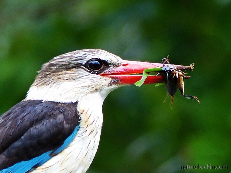 A Brown-hooded Kingfisher with a freshly caught cricket