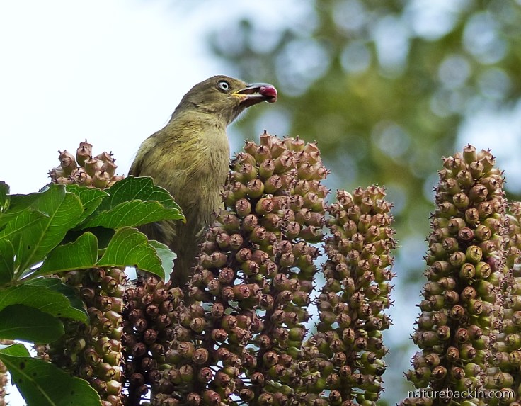 Sombre Bulbul eating fruit from a Cabbage Tree