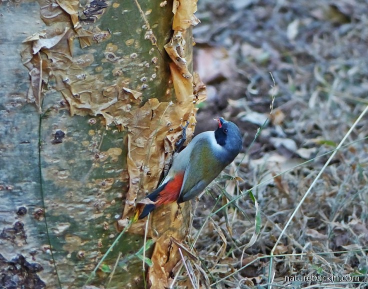 Swee Waxbill eating grass seeds