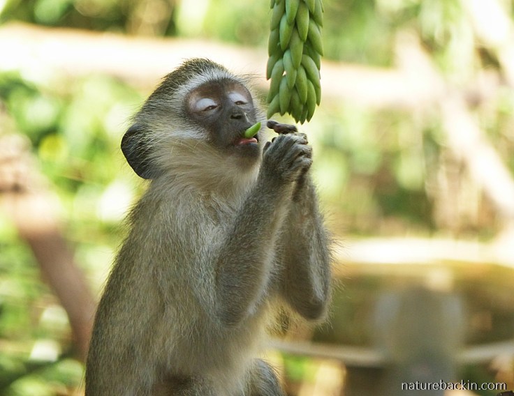 A young Vervet Monkey eating a succulent leaf from a potplant
