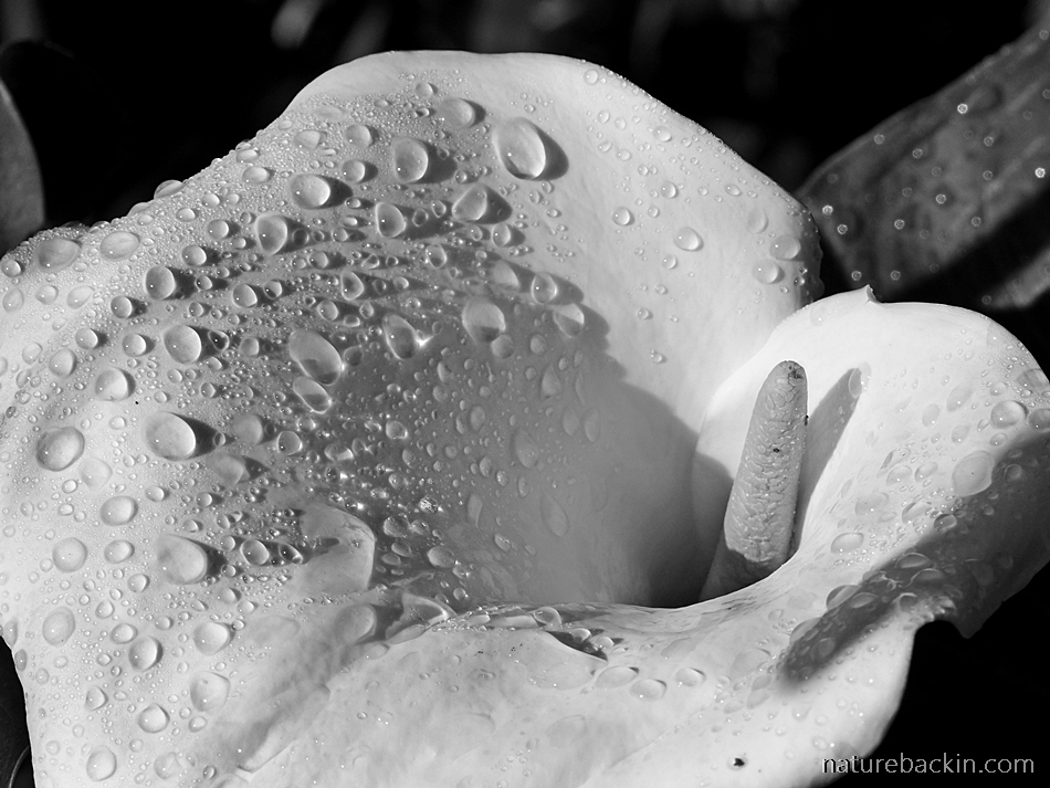 Arum lily with rain drops