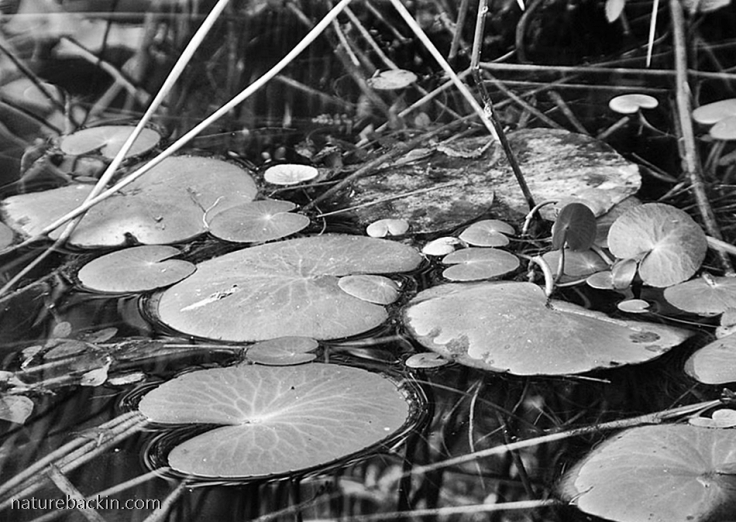 Floating lily pads in garden pond