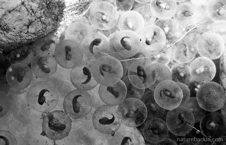 Tadpole embryos in egg sacs in garden pond