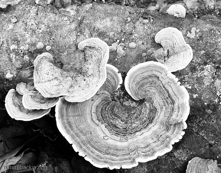 Concentric circles in the curves of bract fungi