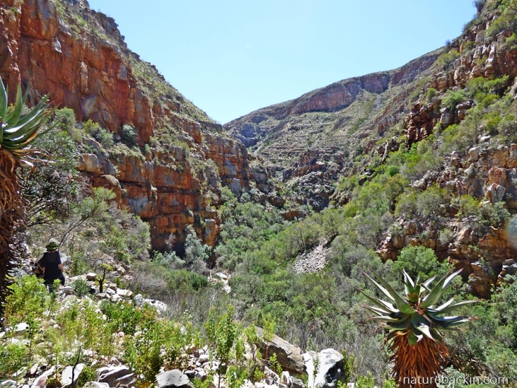 View up the Tierkloof gorge at Gamkaberg