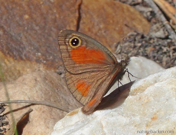 Pretty butterfly at Gamkaberg - one of the Browns