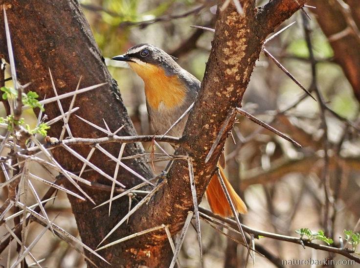 A Cape Robin-chat perched among thorns in a Sweet thorn tree