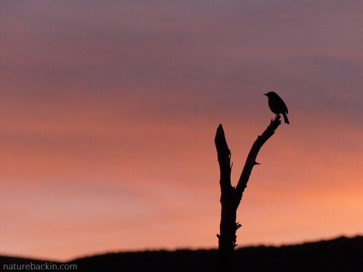 Bird in silhouette at sunset, Gamkaberg Nature Reserve