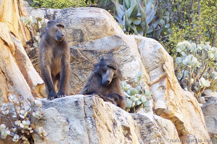 Baboons on rock face at Tierkloof gorge, Gamkaberg