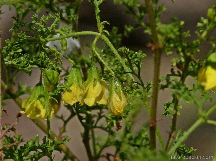 Yellow-flowered herb in the Gamkaberg