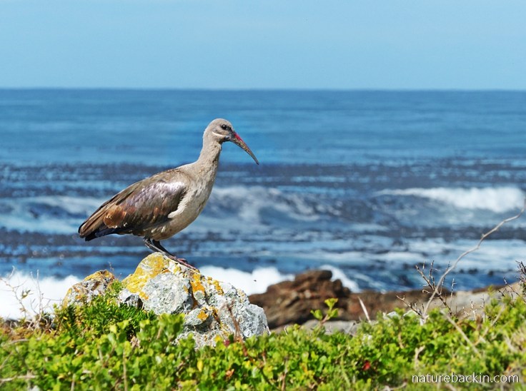 Hadeda Ibis at seaside on Onrus coastal path