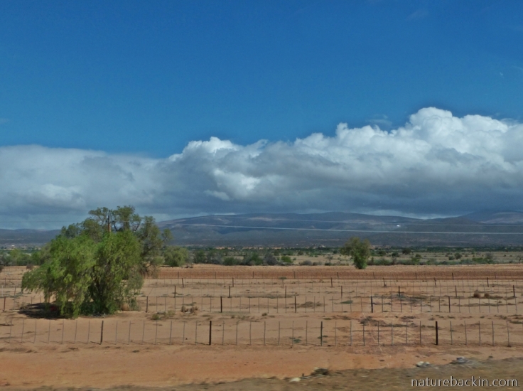 Drought Oudtshoorn ostrich farms