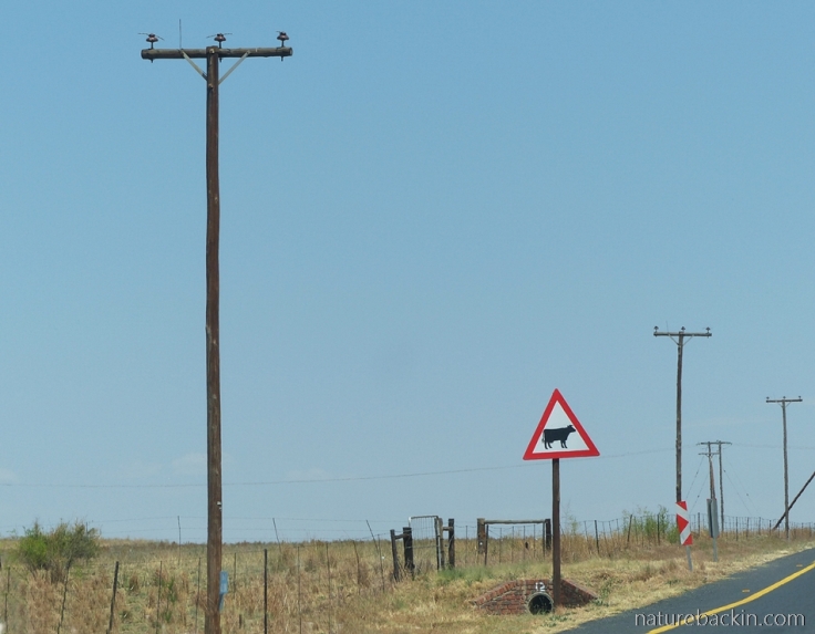 Wireless telephone poles South Africa
