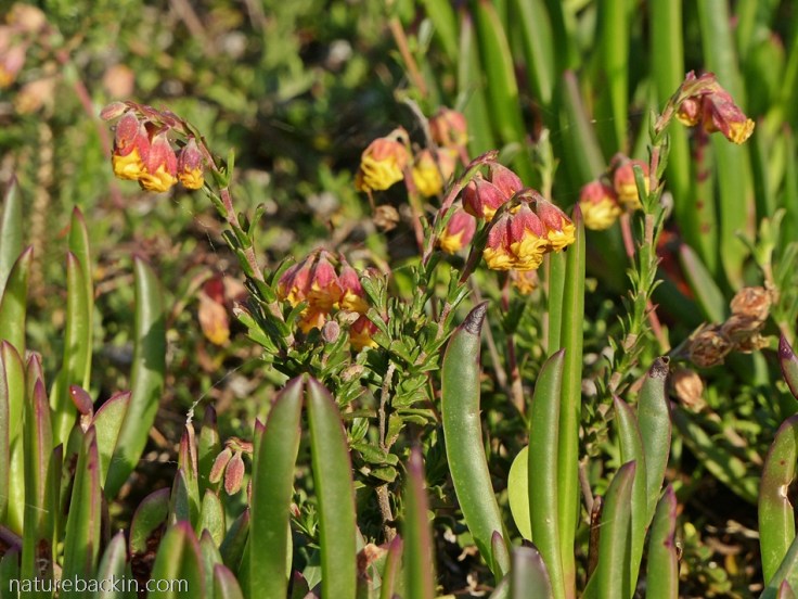 Species of Hermannia in flower near Riversdale in its natural fynbos habitat