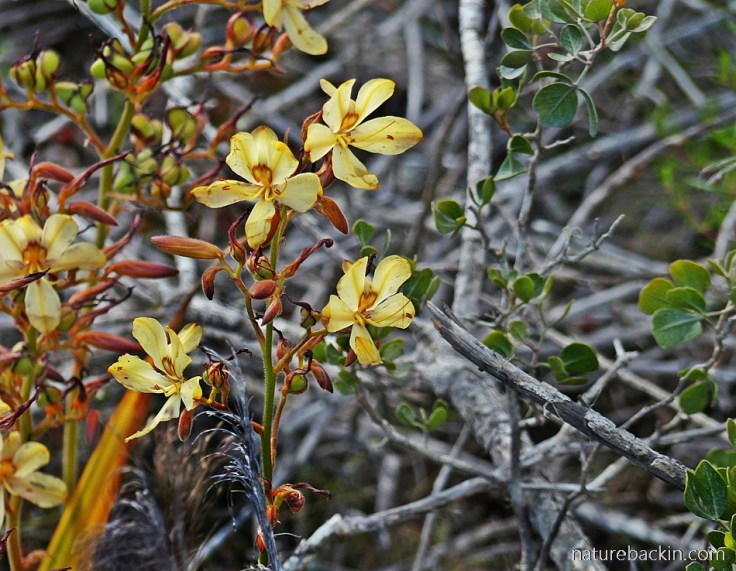 Wild-Rescue-Wachendorfia-paniculata