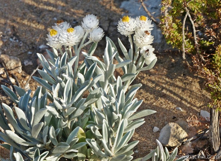 White-flowered everlasting with silver leaves at Wild Rescue Wildlife Rehabilitation and Nature Reserve, Western Cape