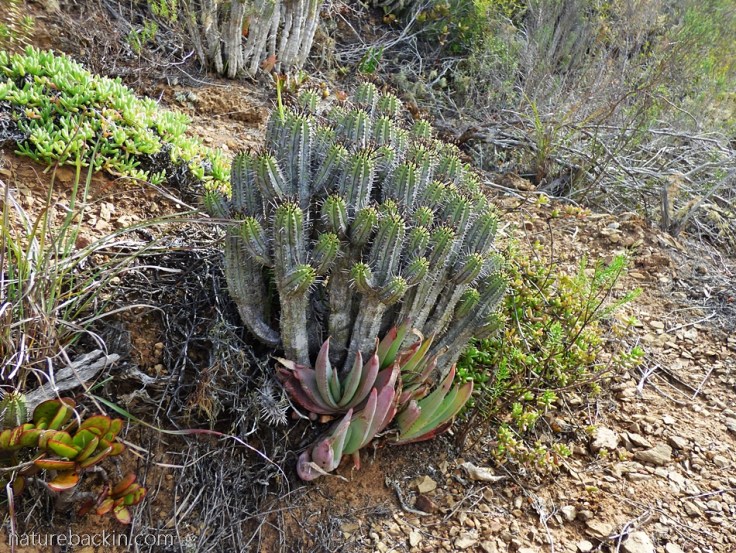 Euphorbia heptagona at Wild Rescue Nature Reserve, Western Cape, South Africa