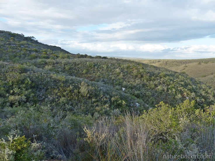View from cottage accommodation, Wild Rescue Wildlife Rescue and Nature Reserve, Western Cape, South Africa