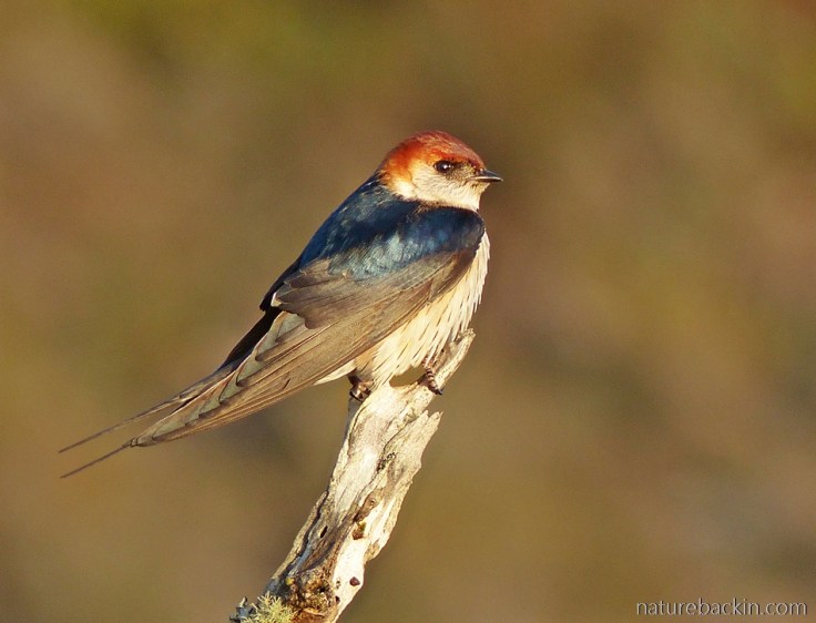 European swallow at Wild Rescue Wildlife Rehabilitation and Nature Reserve