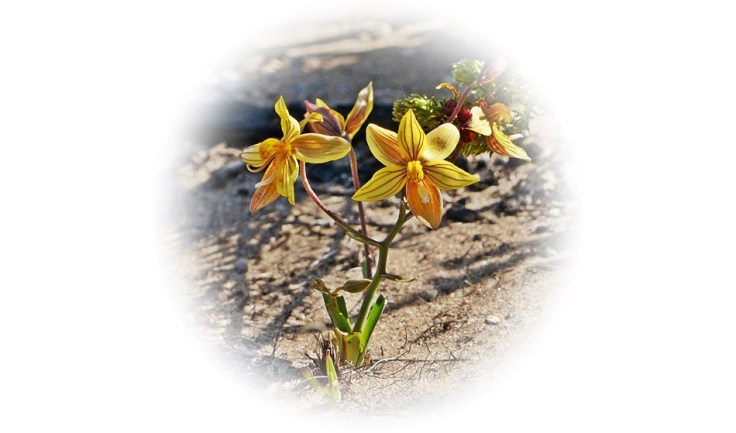 Five fingers (Cyanella lutea) Western Cape