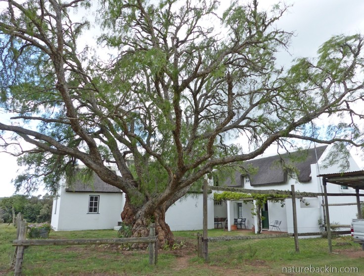 Wild Rescue Wildlife Sanctuary and Nature Reserve, main homestead